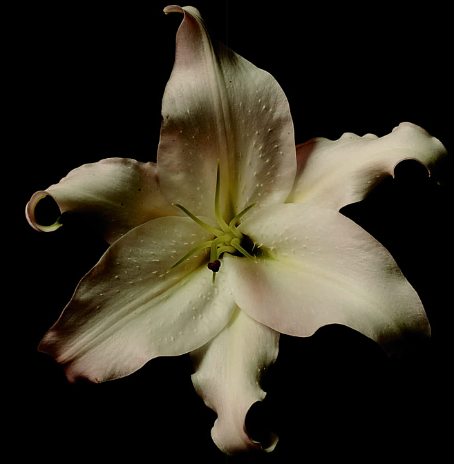 Клавихо-Телепнев В. Из серии "Натюрморты"