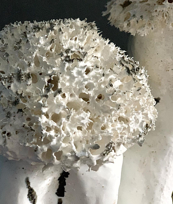 Интерьерная скульптура. Из серии "Дыхание океана". Оксана Панфилова