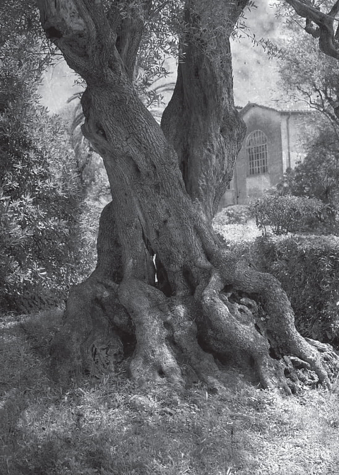 Клавихо-Телепнев В. Из серии "Cagnes sur Mer"
