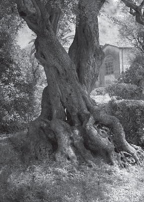 Клавихо-Телепнев В. Из серии "Cagnes sur Mer"